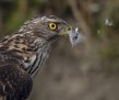 thumb_700_750_12th_place_Richard_Ubels_Digiscoping_Northern_Goshawk[11]